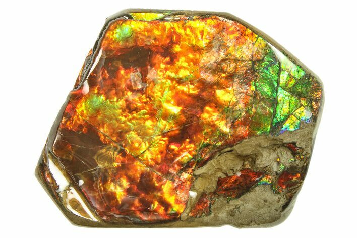 Iridescent Ammolite (Fossil Ammonite Shell) - Rainbow Colored #301614